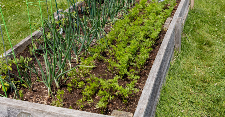 veggie bed