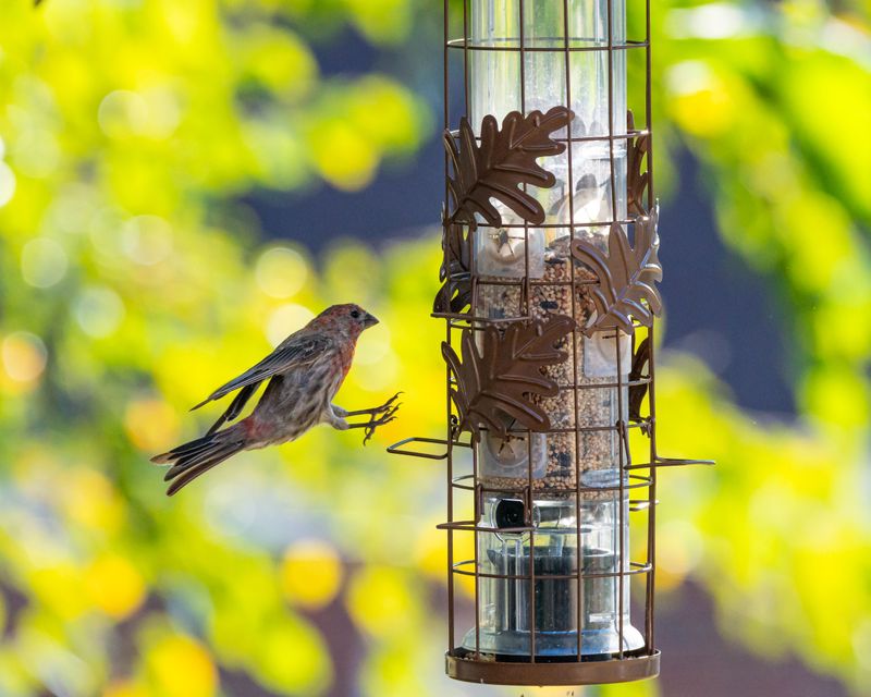 Mid-Distance Feeders Sit In The Most Dangerous Zone Mid-Distance Feeders Sit In The Most Dangerous Zone