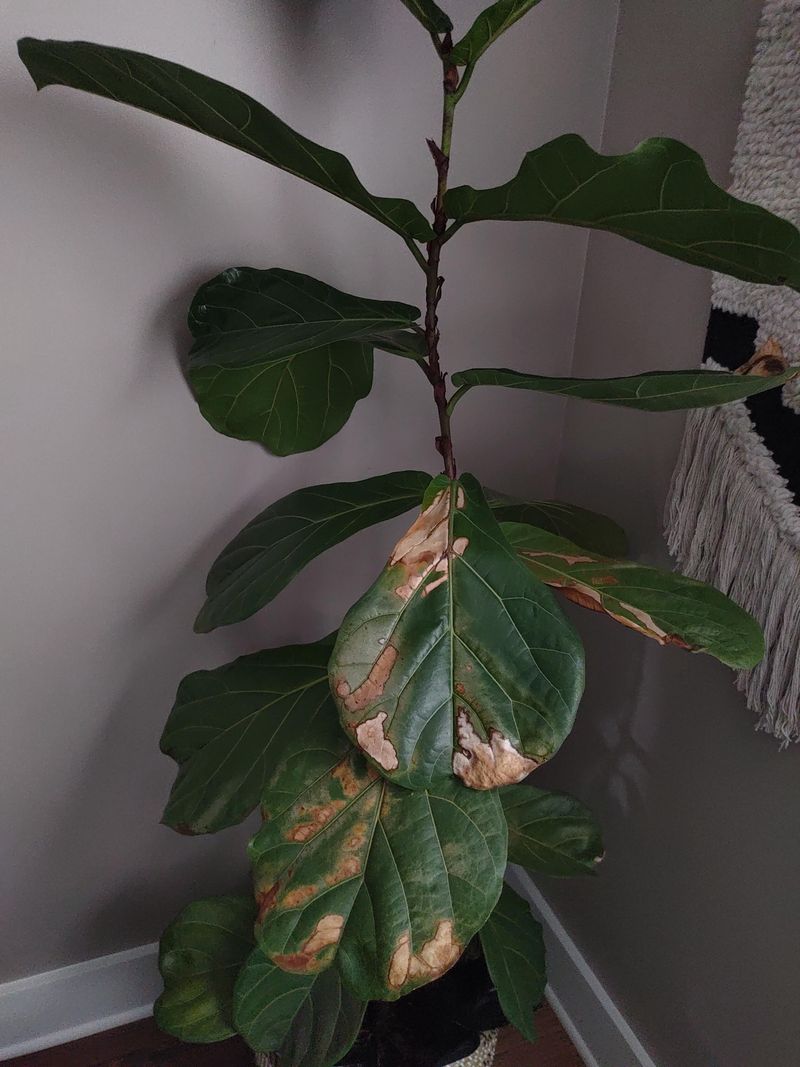 Midday Sun Can Scorch Leaves Midday Sun Can Scorch Leaves