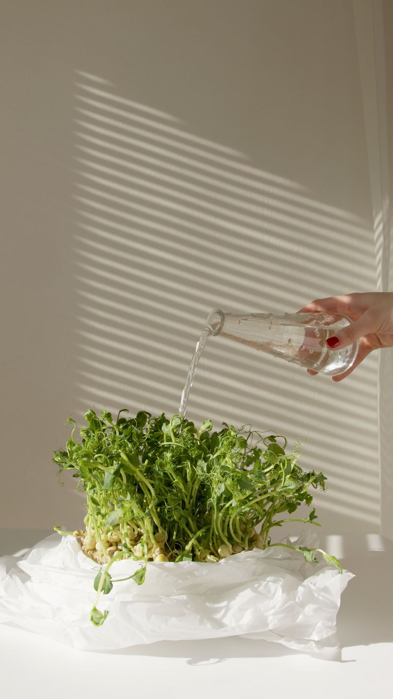 Midday Sun Evaporates Water Before Roots Absorb It Midday Sun Evaporates Water Before Roots Absorb It
