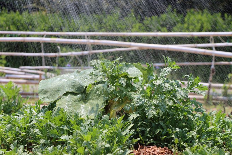Midday Watering Wastes Water In Extreme Heat Midday Watering Wastes Water In Extreme Heat