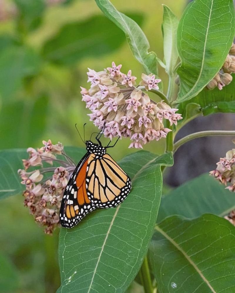 Milkweed Is Missing Milkweed Is Missing