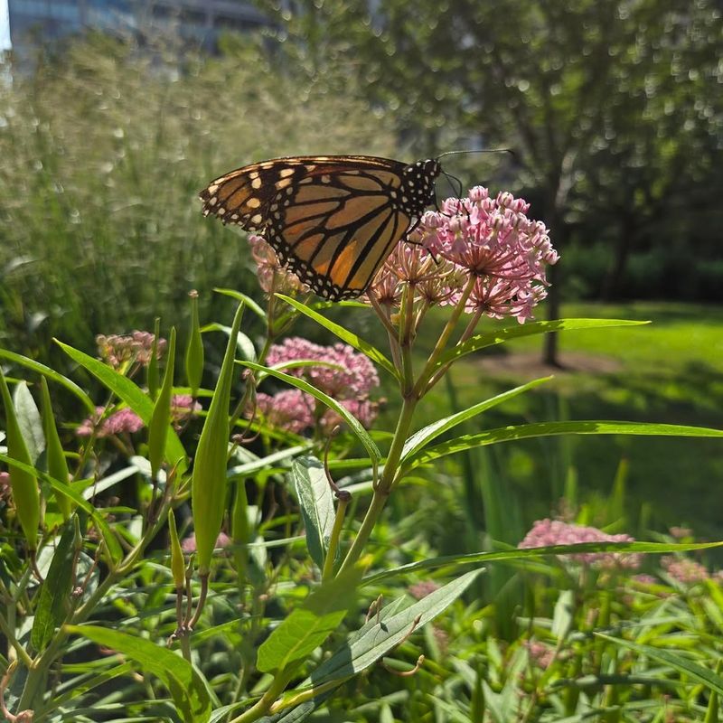 Milkweed Makes The Yard More Than A Stopover