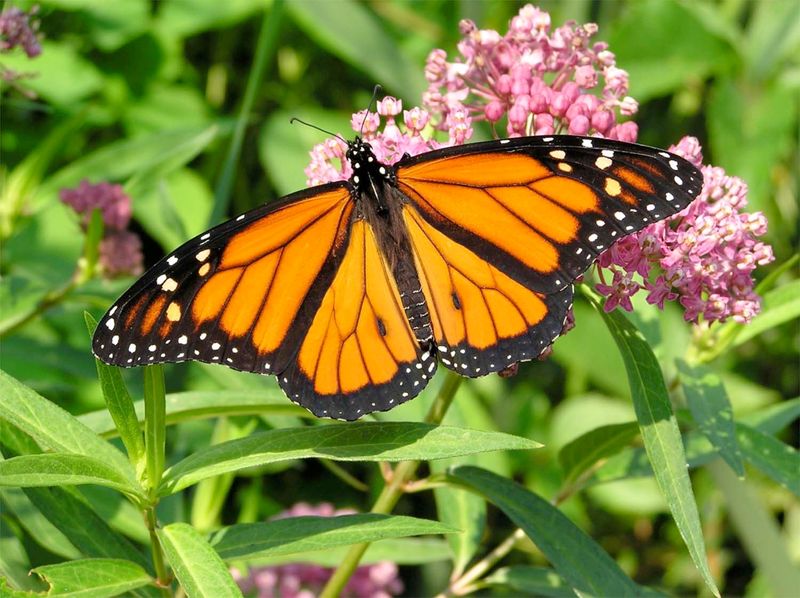 Milkweed May Encourage The Butterfly To Inspect Your Plants