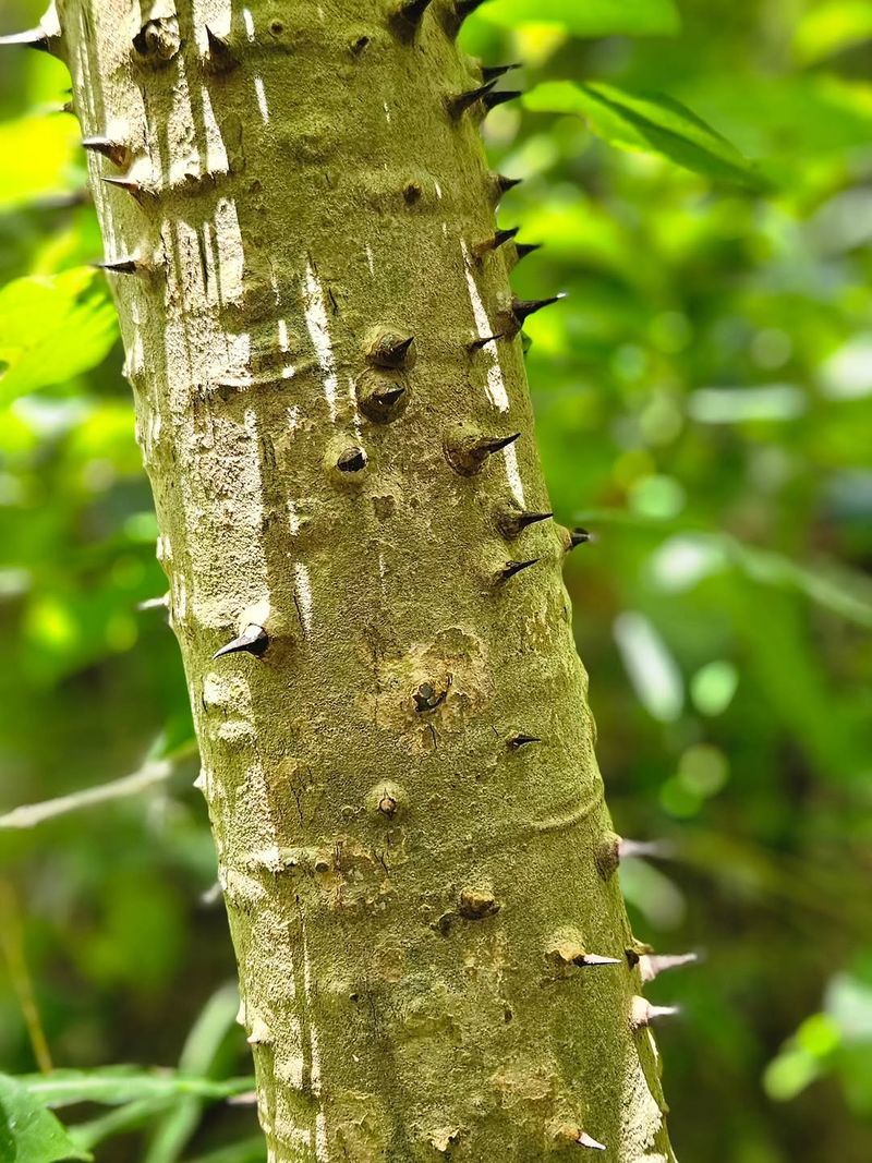 Milky Sap Can Irritate Skin And Eyes