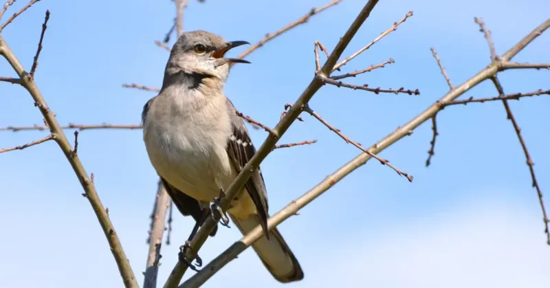 Mimicked Sounds Show Off The Bird's Skill