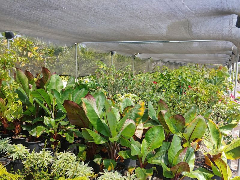 Mimosa Nursery LA — Rosemead