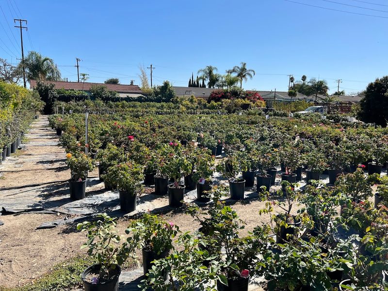 Mimosa Nursery OC — Anaheim