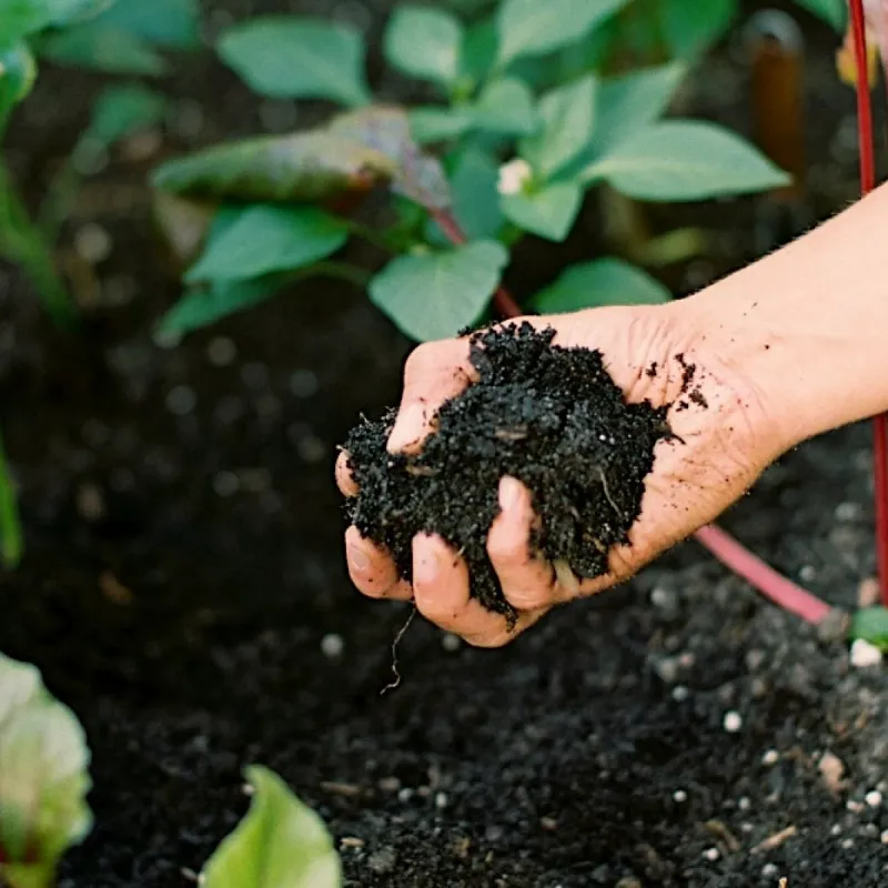 Mineral Soil Holds Moisture More Steadily Mineral Soil Holds Moisture More Steadily