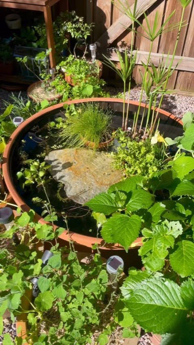 Mini Pond