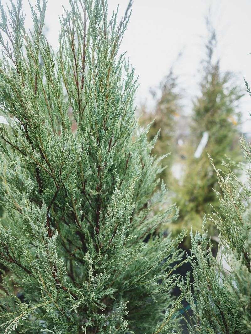 Minimal Pruning Keeps It Looking Natural