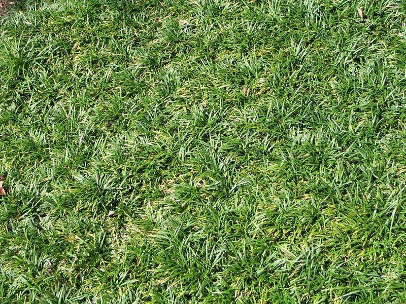 Minimal Trimming Replaces The Weekly Mowing Routine Minimal Trimming Replaces The Weekly Mowing Routine