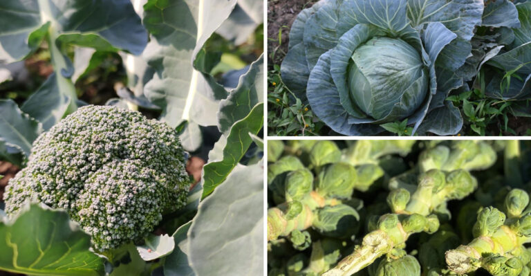 Minnesota Vegetables Worth Harvesting Before The Heat Takes Its Toll