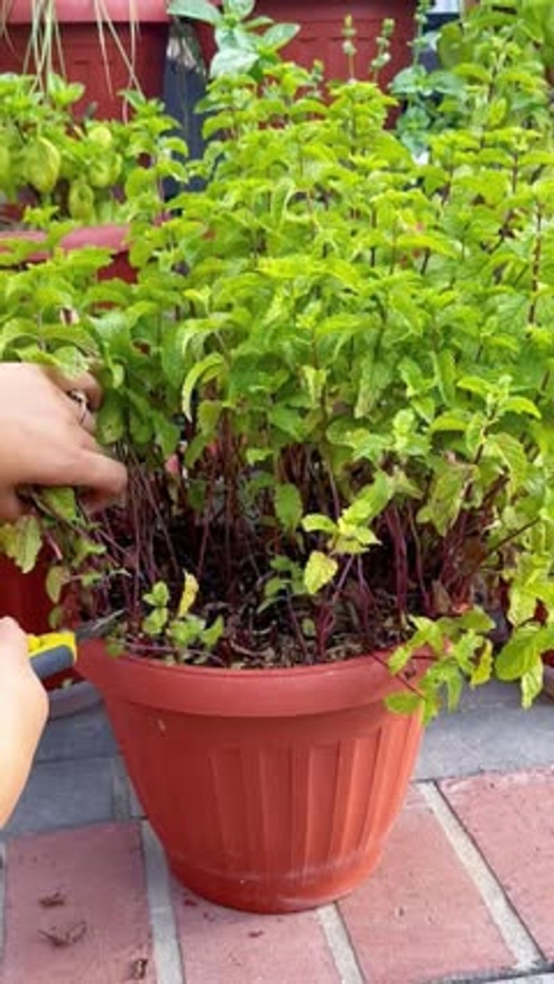 Mint Belongs In Its Own Jail Cell Mint Belongs In Its Own Jail Cell
