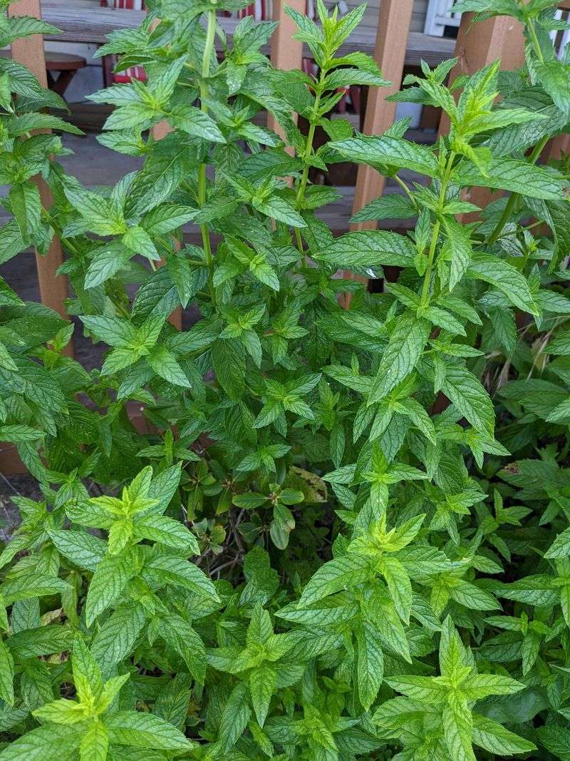 Mint Makes Edges Less Inviting Mint Makes Edges Less Inviting