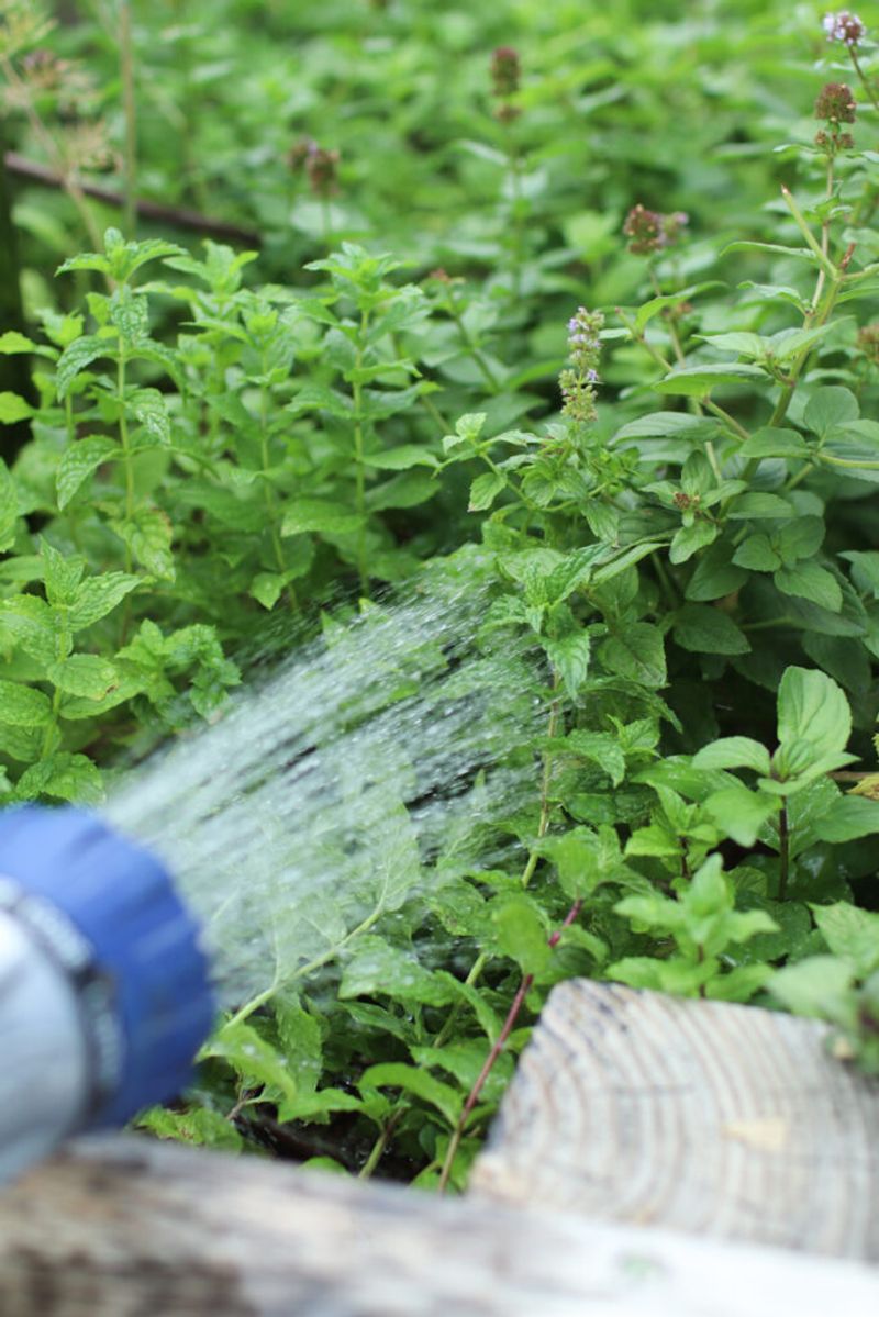 Mint Needs Enough Moisture In Texas Heat Mint Needs Enough Moisture In Texas Heat