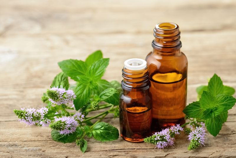 Mint Oils Have Repellent Potential