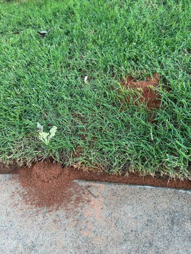 Missed Mounds Lead To Repeat Problems Missed Mounds Lead To Repeat Problems
