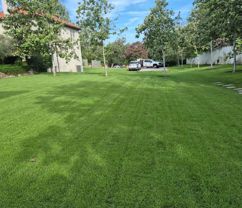 Missed The Preventive Window? Inspect The Lawn Before Using A Curative Product