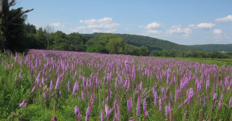 Missing Blazing Star Shows What Meadows Have Lost Missing Blazing Star Shows What Meadows Have Lost