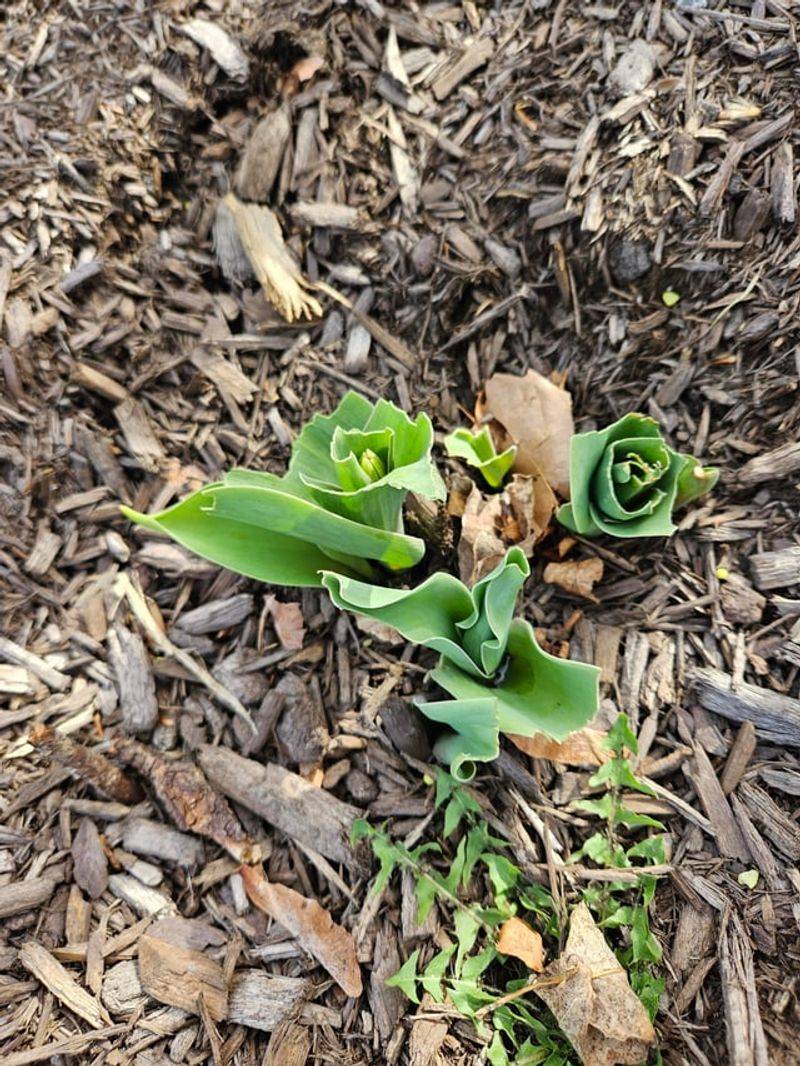 Missing Buds Warn Of Repeat Visits
