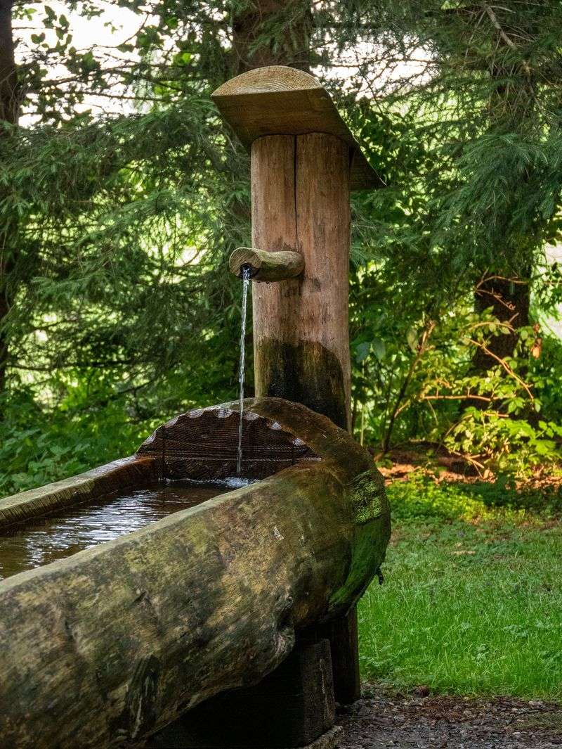 Missing Water Features For Drinking And Bathing Missing Water Features For Drinking And Bathing