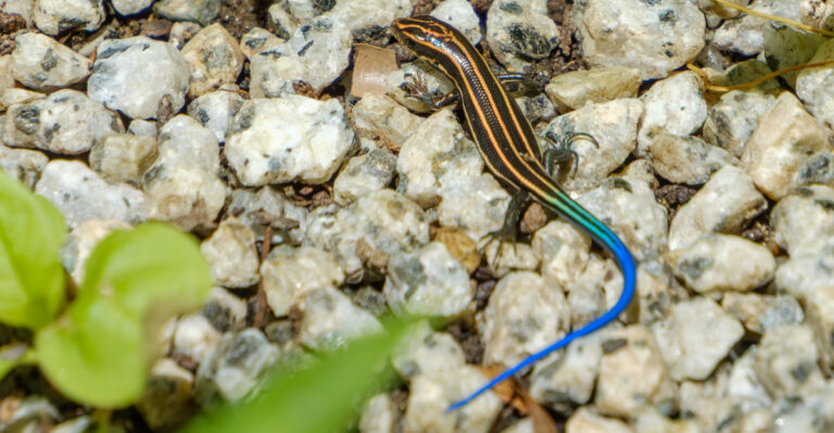 Missouri Gardeners Are Spotting More Of This Blue-Tailed Lizard This Summer