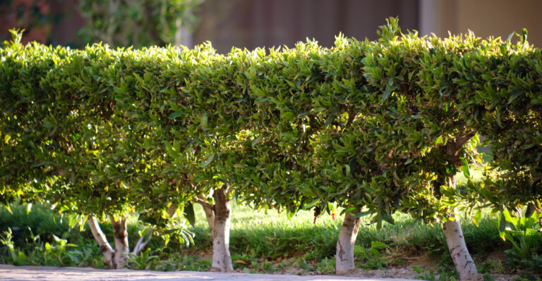 Missouri Rules And Tips For Removing A Boundary Tree