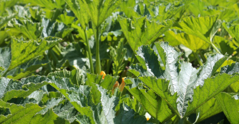 Missouri Zucchini Mistakes That Cost You Your Harvest And How To Avoid Them