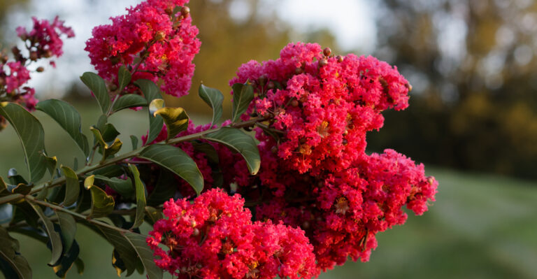 Mistakes California Gardeners Make With Crape Myrtles Every Single Summer