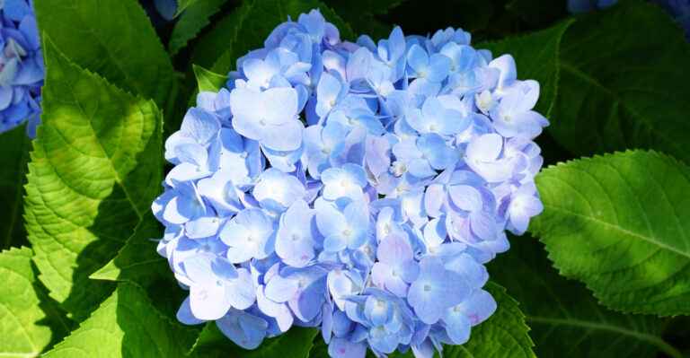 Mistakes Everyone Makes When Planting Hydrangeas In Oregon