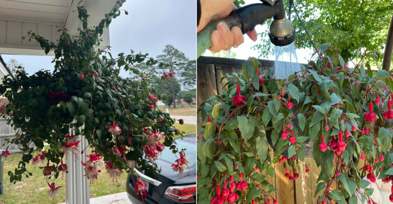 Mistakes Oregon Gardeners Make With Fuchsias That Turn Baskets Leggy Before Summer Ends