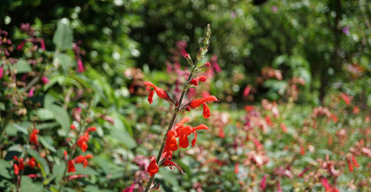 tropical sage