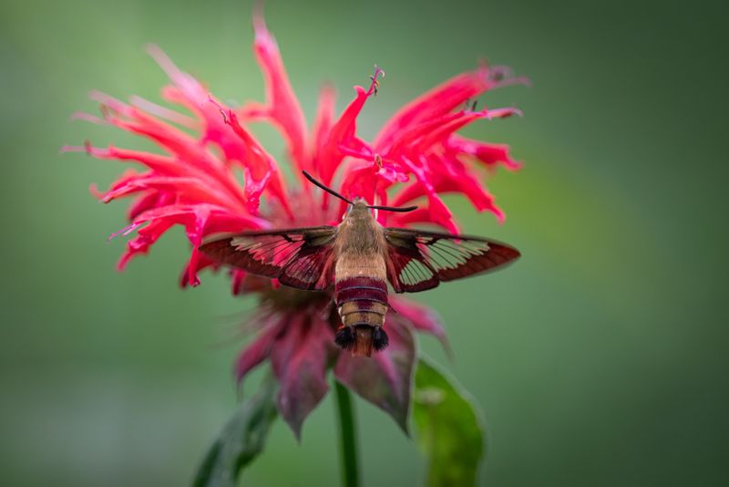 Mistaking This Moth For A Real Hummingbird