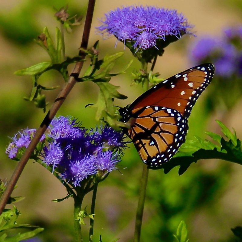 Mistflower Feeds Adult Butterflies With Nectar