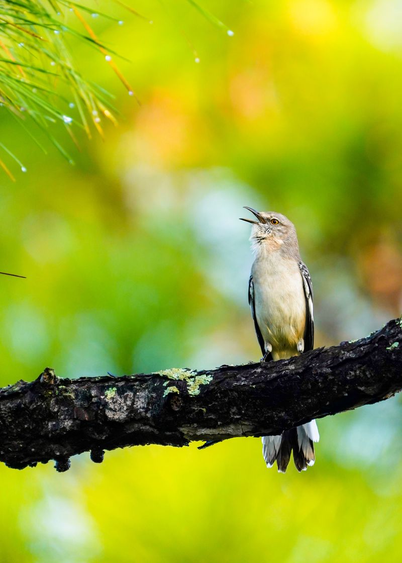 Mockingbirds Defend Territory With Constant Singing And Bold Behavior Mockingbirds Defend Territory With Constant Singing And Bold Behavior