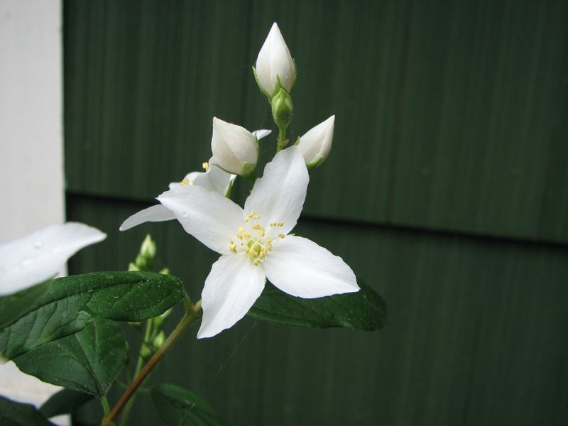 Mockorange Adds Fragrant Native Flowers
