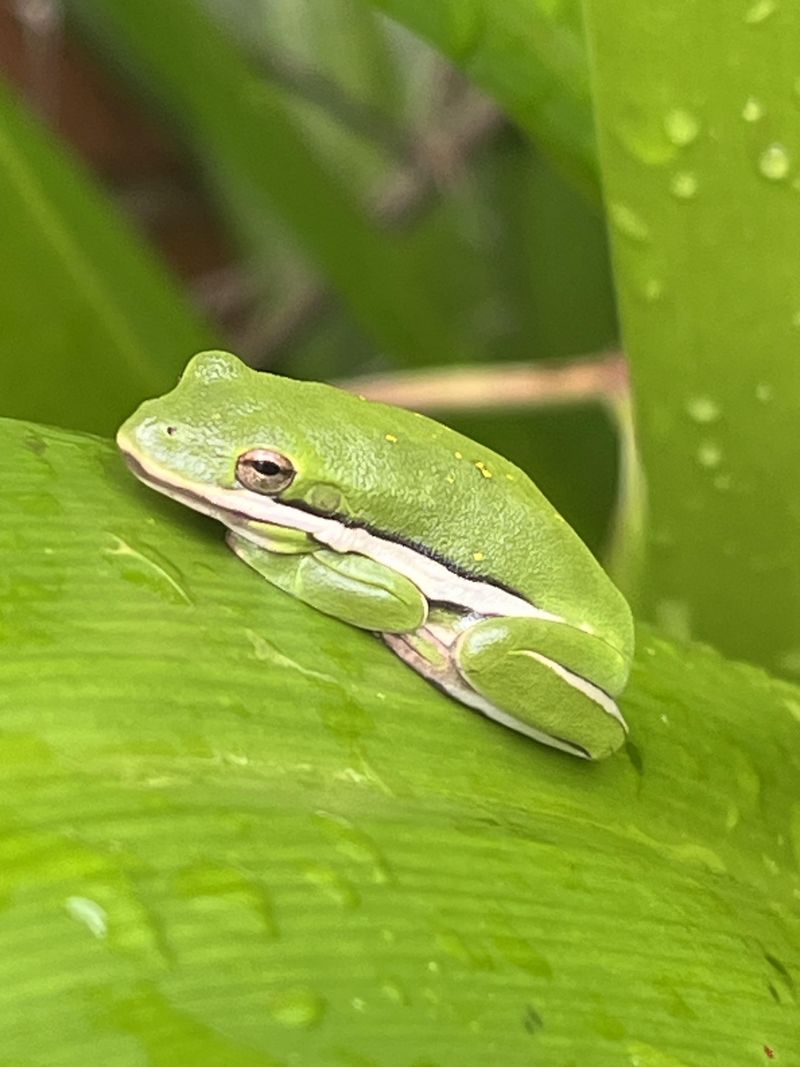 Moist Areas Attract More Frog Activity