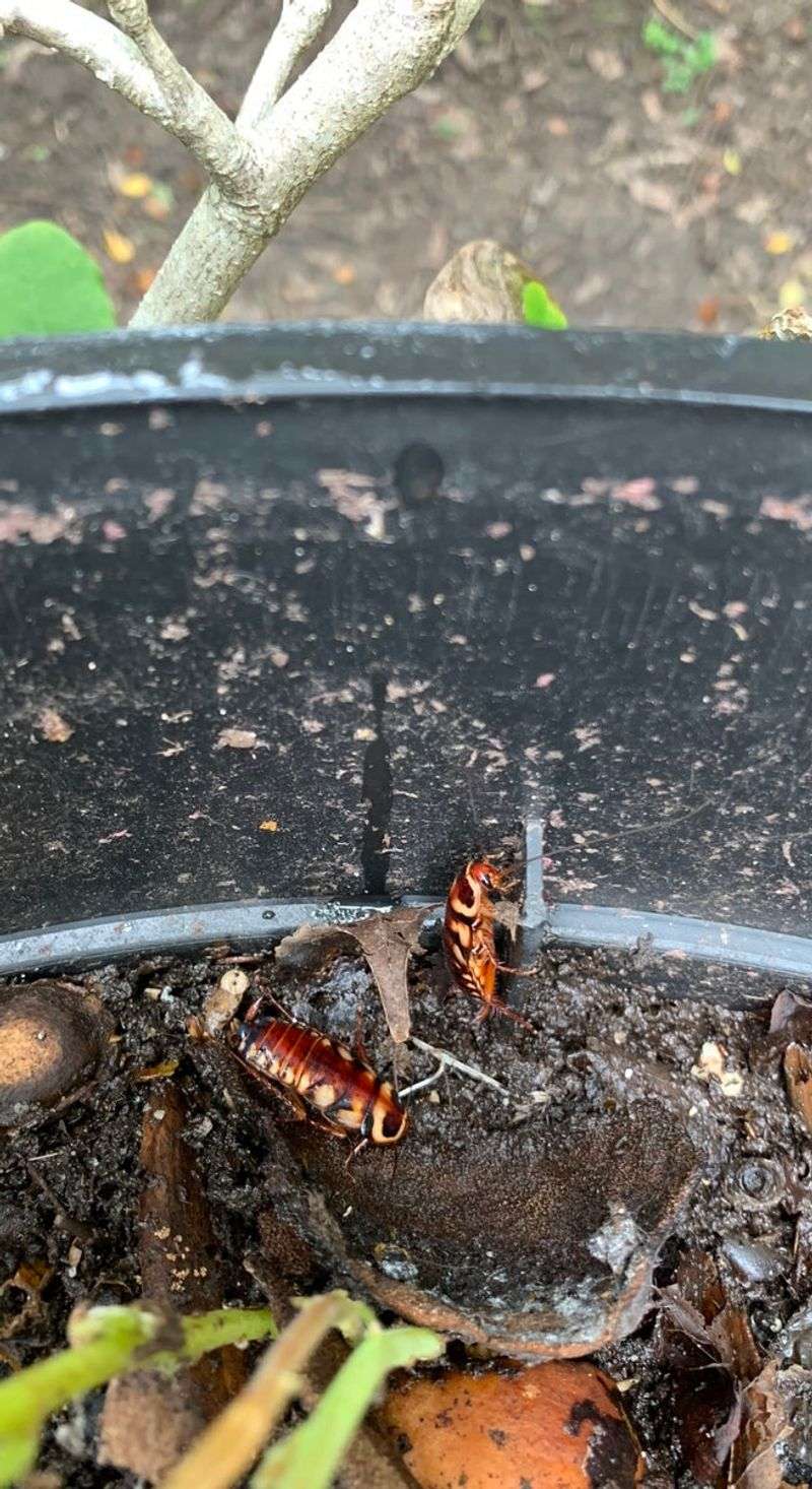 Moist Conditions Help Roaches Thrive Moist Conditions Help Roaches Thrive