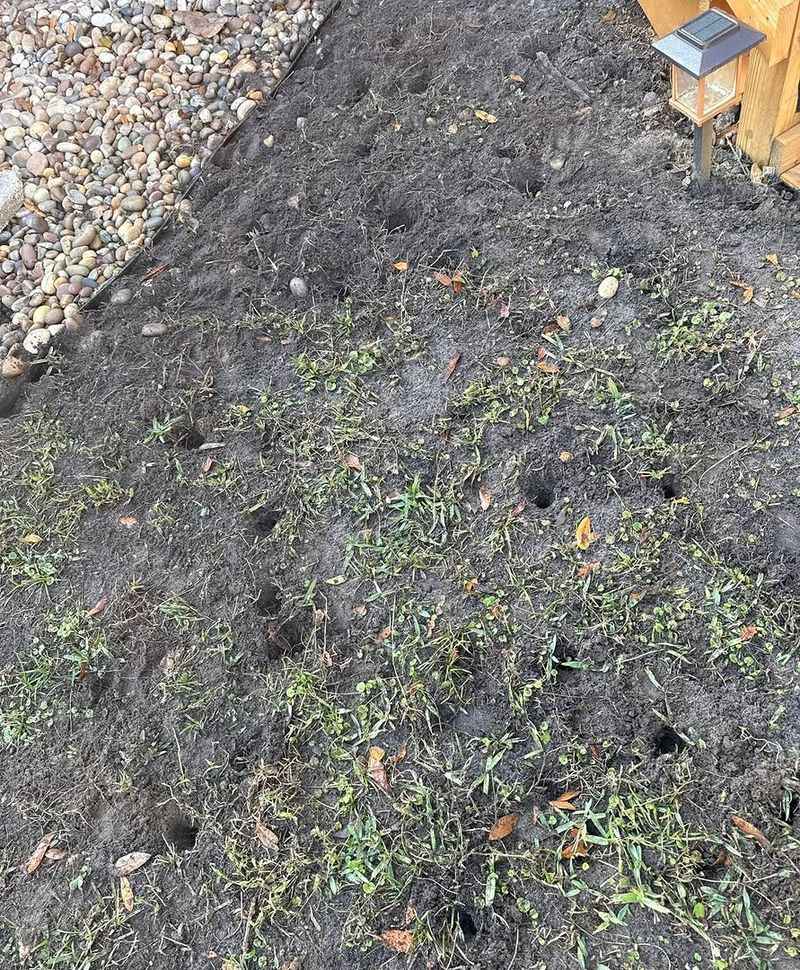 Moist Mulch Makes The Bed Easy To Search Moist Mulch Makes The Bed Easy To Search