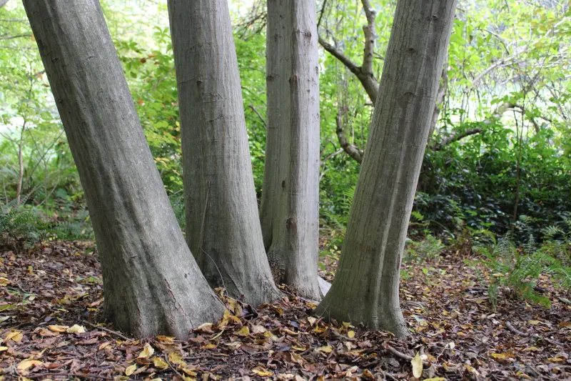 Moist, Protected Soil Is The Key To Keeping It Low-Maintenance