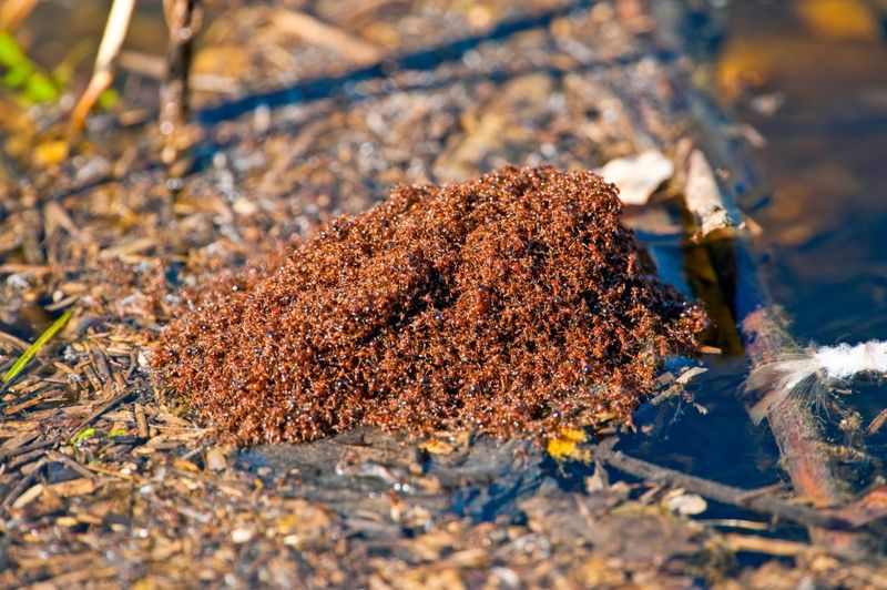 Moist Soil Creates Good Nesting Conditions