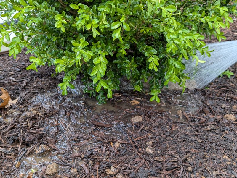 Moist Soil Helps Fireflies Thrive Moist Soil Helps Fireflies Thrive