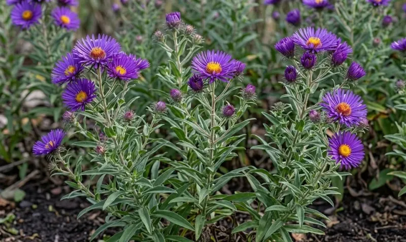 Moist Soil Helps Growth Stay Lush Moist Soil Helps Growth Stay Lush