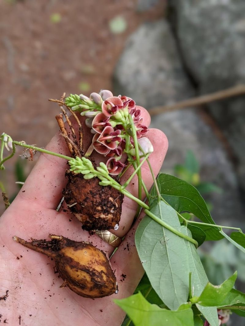 Moist Soil Helps This Tuber Crop Settle In Moist Soil Helps This Tuber Crop Settle In