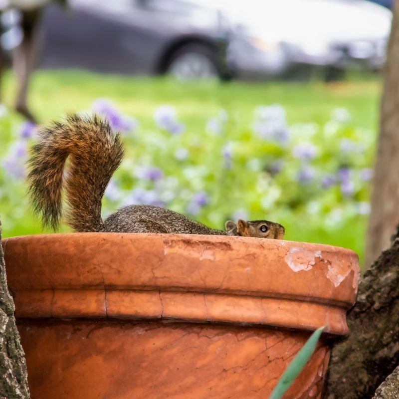Moist Soil Makes Burying Food Easier