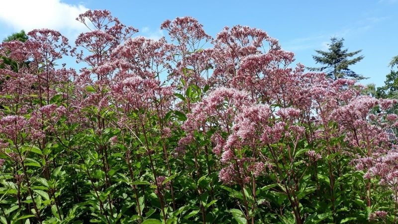 Moist Soil Supports Better Growth