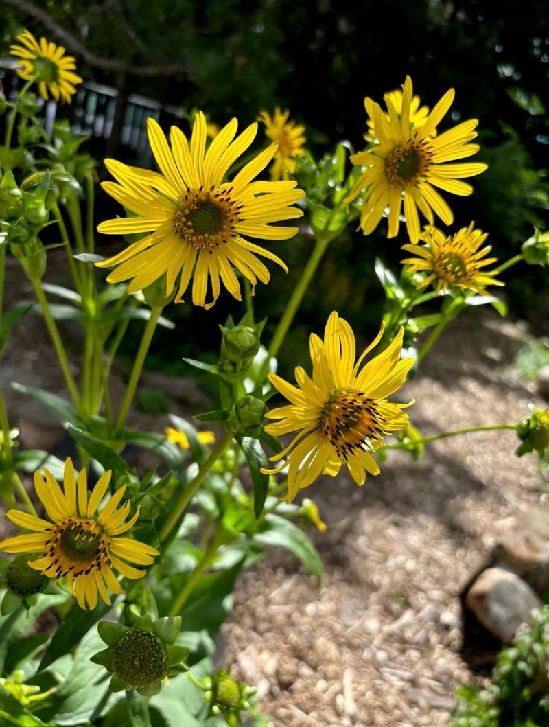 Moist Sunny Sites Bring Out Its Best