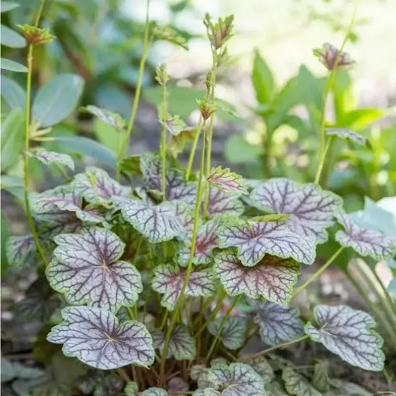 Moist Well-Drained Soil Supports Strong Summer Growth