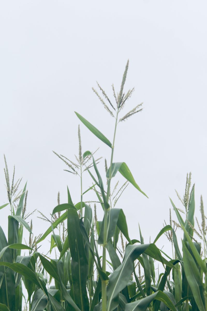 Moisture Held Steady Through Pollination